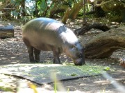 454  pygmy hippo.JPG